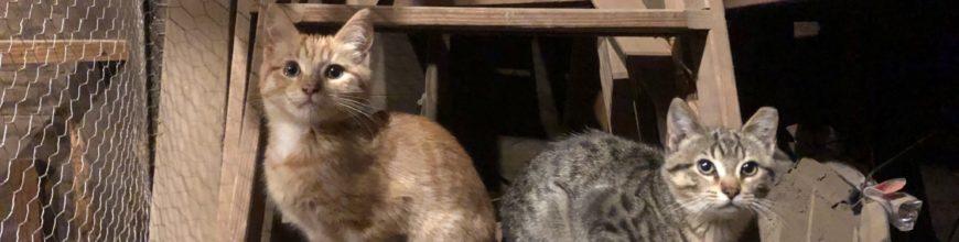 Kitties living their best life on the farm