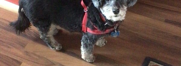 Happy Gotcha Day