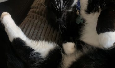 Purrcy’s furever home