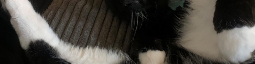Purrcy’s furever home