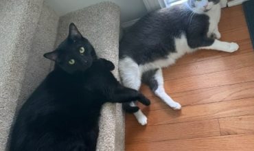 New homes for two sweet kitties!