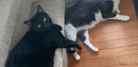 New homes for two sweet kitties!