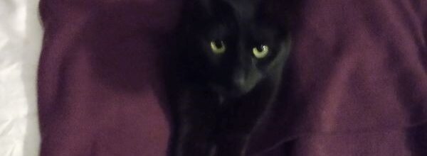 A Tale of a Healed Tail