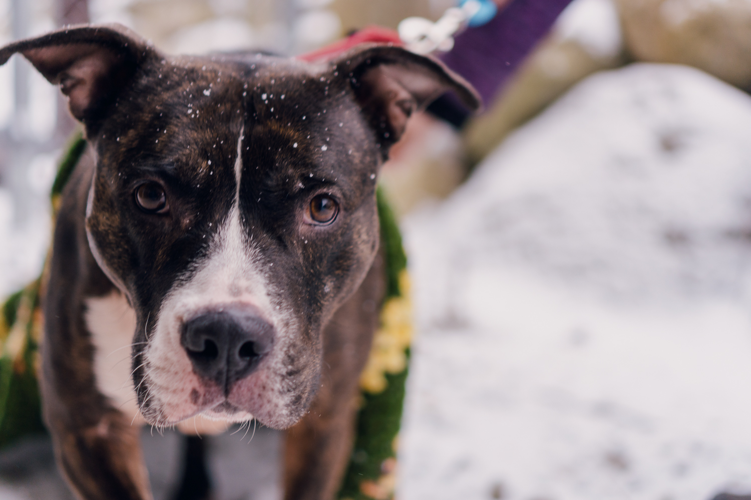 Can Pitbulls Tolerate Cold Weather