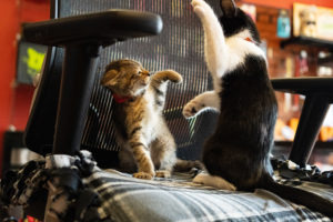 Have you recently adopted a pair of cats or kittens, or added a new cat to your already multiple cat home? Is it sometimes hard to know if your cats are playing or fighting? You’re not alone!