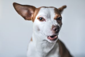 It is a common scenario – the three year-old dog that used to be the life of the dog park is now less interested in romping with the group.