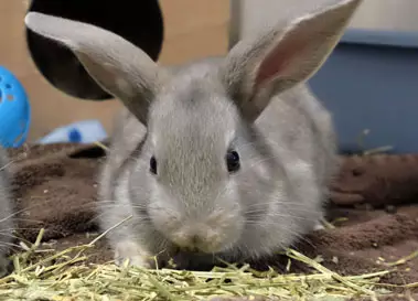 small grey bunny