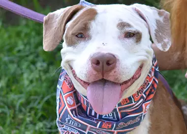 Smiling pitty dog