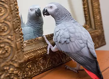 Grey parrot looking at himself in a mirror