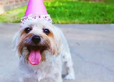 Dog with party hat