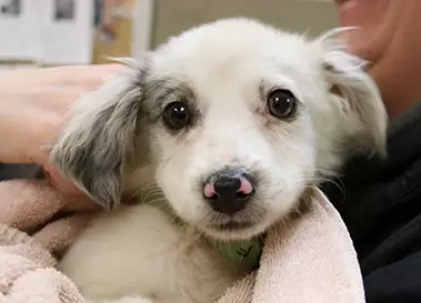 Adorable white and grey fuzzy puppy