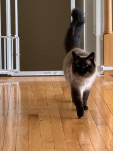 Cuddly Cat Needs New Home