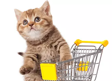 kitten in a shopping cart