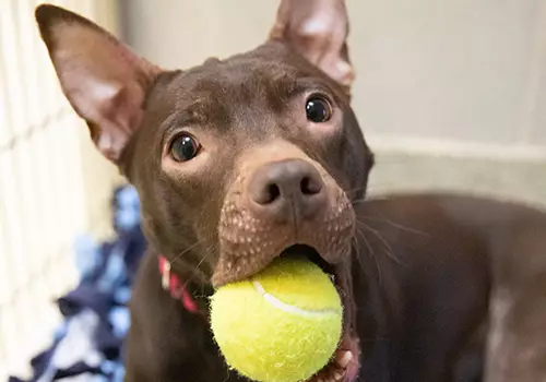 brown dog with pointy ears with a tennis ball in his mouth