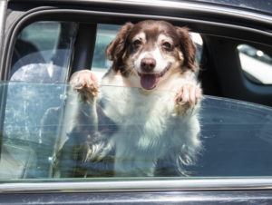 Car sickness is a fairly common problem, especially among puppies. To prevent a potentially life-long fear of cars, follow these tips.