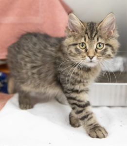 It's kitten season, and we're welcoming adopters a plenty! Besides lots of love and a warm lap, here are 5 things you should have before adopting a kitty.