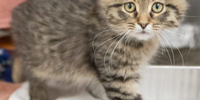 A49461878, Anne_Savage, brown, cat, development, Domestic Longhair, inside, kitten, Manx Syndrome, Marketing, no tail, Peach, photographer Anne Savage, pink, Spitz, Tabby, Vertical