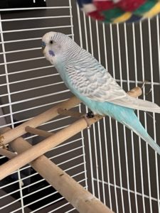 Friendly Parakeet Needs a Home