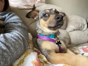 Sweet, energetic puppy, needs someone who can give him a lot attention and love.