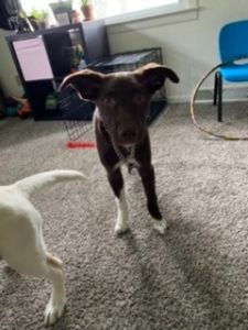 6-month-old Puppy