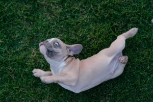 It never fails; no sooner does Fido return from the groomer looking clean and smelling fresh, then he finds something gross and stinky to roll in! Why do dogs insist in rolling in smelly stuff, and what can you do about it?