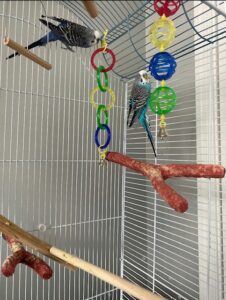 Pair of Parakeets with Cage and Accessories