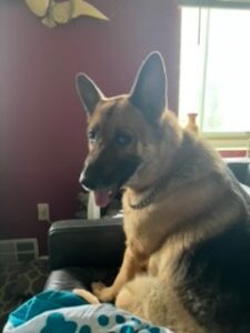 Male German Shepherd, 5 y.o., High Energy, Affectionate, Protective