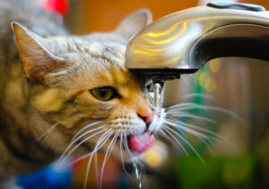 Is your cat a water hog? Love the running sink even when there's fresh water nearby? Here's why... and what to do about it.