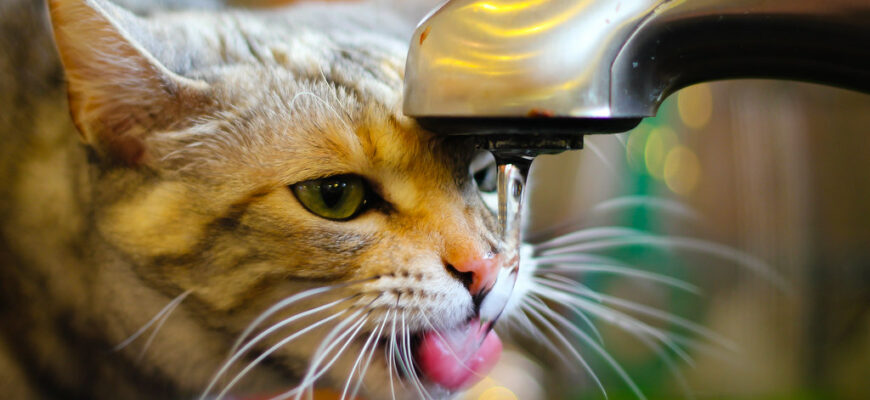 Watering your cat