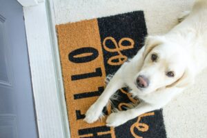 As people are increasingly going back to the office, many dog parents are concerned about their pet experiencing separation anxiety. Here's the good news.