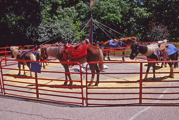 ponies
