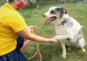 People often differentiate between “obedience” training for their dogs, and “trick” training.  Often we minimize behaviors that we label as “tricks,”  when in fact they can be very useful skills to teach. 