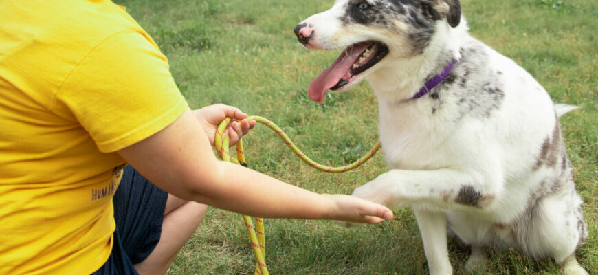 Think teaching a dog tricks is silly? Think again…