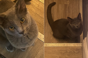 The Brothers Grey