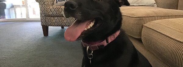Junie finds her furrever home
