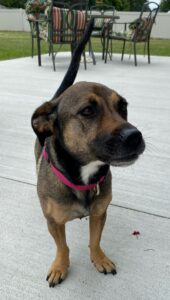 Young, Friendly Dog