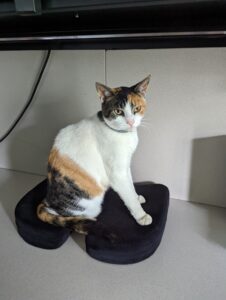 Independent Cat Needing a New Home