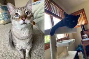Zootie and Loki are two special guys!