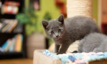 The care and handling of a new kitten