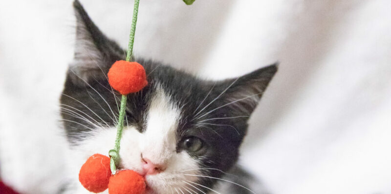 How to have a Merry Catmas