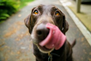 Did you know that dogs (and, it appears, all animals) are “contra-freeloaders”? This curious phenomenon means that given the option, they would choose to perform a behavior to acquire food even if that same food were freely available.