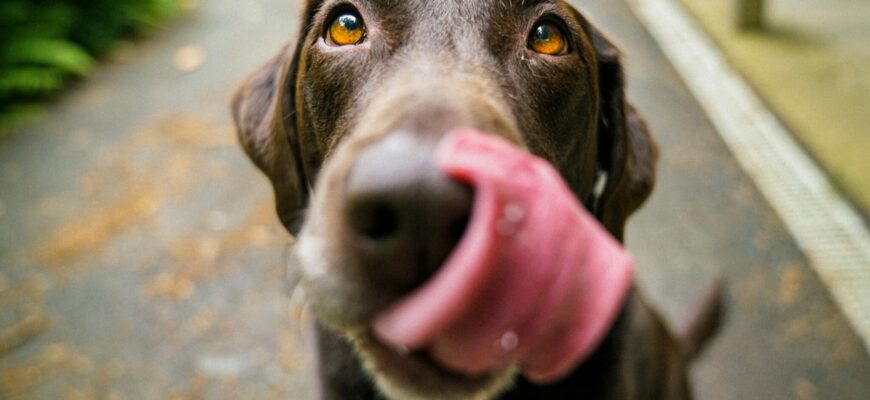 Your dog: “Will work for food.”