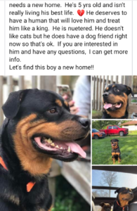 Rottweiler Needs Help ASAP
