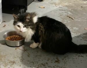 Really pretty outdoor cat needs new home!