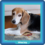 Humane Society of Huron Valley honors pets’ forever legacy with first-ever digital memorials