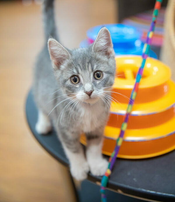 How to play with your cat (Yep, there's a right way) HSHV