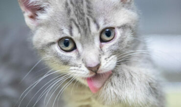 Animal Hour: All About Declawing