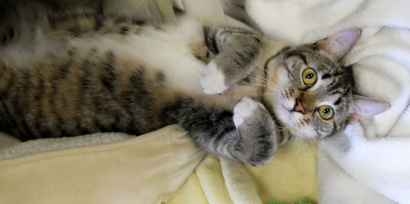 Danger: Cat's tummy