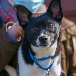 Bear Bear Is Looking For Foster