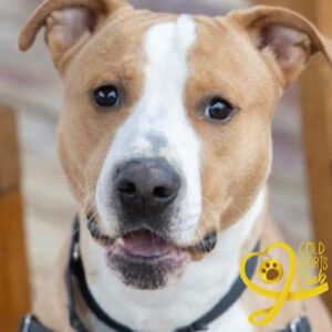 Bowman Is Looking For A Foster